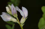 Englemann's milkvetch